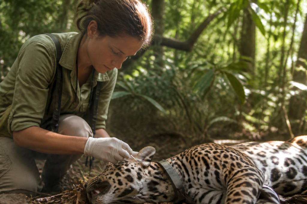 Biologiste animalier : formation, missions et débouchés du métier